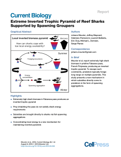 Extreme Inverted Trophic Pyramid of Reef Sharks Supported by
