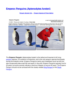 Emperor Penguins (Aptenodytes forsteri)