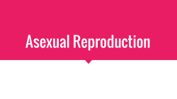Asexual Reproduction