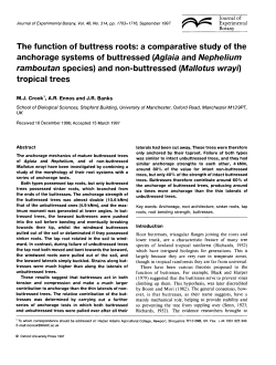 The function of buttress roots: a comparative study of the anchorage