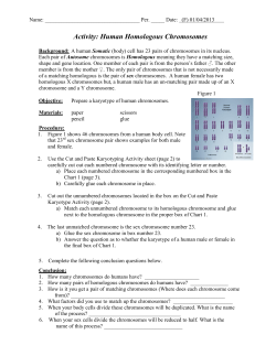 Activity: Human Homologous Chromosomes