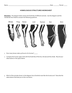 homologous structures worksheet