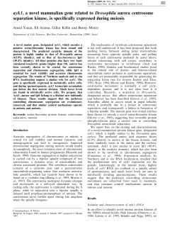ayk1, a novel mammalian gene related to Drosophila