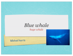blue whale mikey