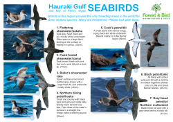 Seabird id guide - Forest and Bird