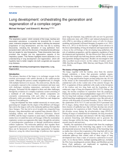 Lung development: orchestrating the generation and regeneration of