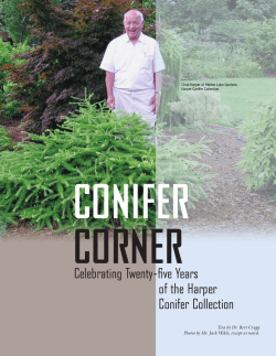 25 years of the Harper Conifer Collection