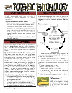 Blow Fly Life Cycle