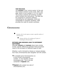 Chromosome
