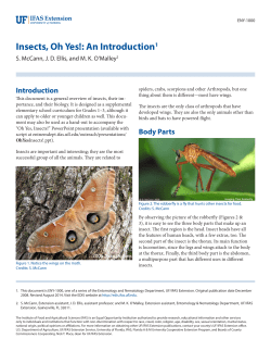 Insects, Oh Yes!: An Introduction1 - EDIS