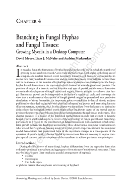 Branching in Fungal Hyphae and Fungal Tissues