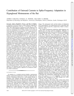 Contribution of Outward Currents to Spike