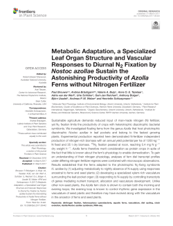 Metabolic Adaptation, a Specialized Leaf Organ Structure and