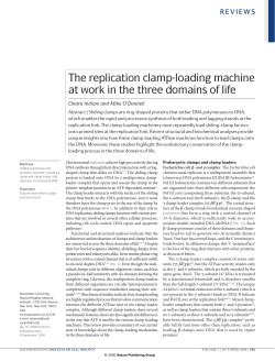 The replication clamp-loading machine at work in the three domains