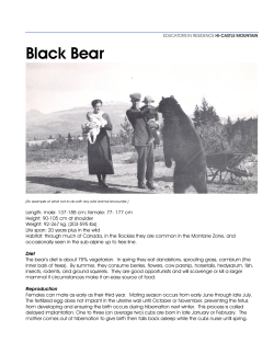 Bears