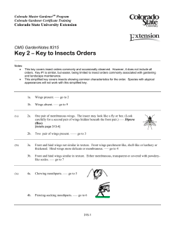Insect Key - Faustina Academy