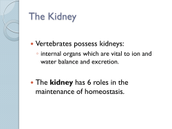 The Kidney