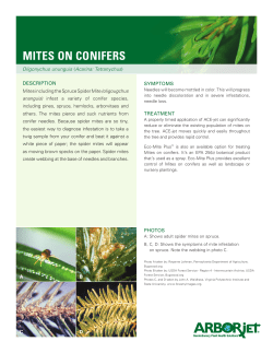 mites on conifers