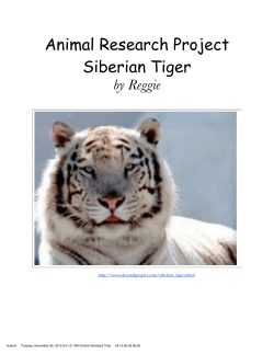 Animal Research Project Siberian Tiger
