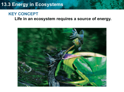13.3 Energy in Ecosystems