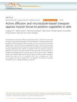 Active diffusion and microtubule-based transport oppose myosin