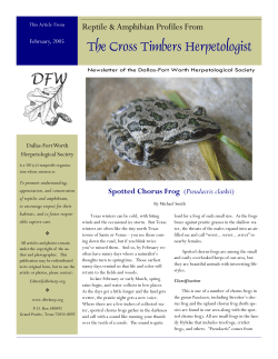 Spotted Chorus Frog - DFW Herpetological Society