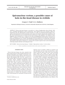 Spironucleus vortens, a possible cause of hole-in-the