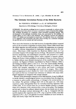 The Globular Involution Forms of the Bifid Bacteria