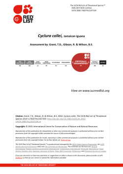 Cyclura collei, Jamaican Iguana