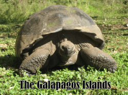 Endangered Species &ndash; Galapagos &ndash; Presentation