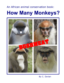 bushmeat - Monkey Matters