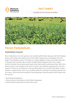 Perun Festulolium - Pasture Genetics