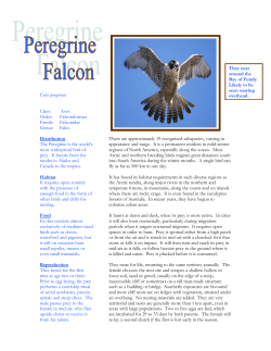 Falco Distribution The Peregrine is