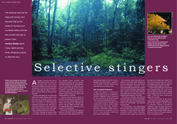 The stinging tree can kill dogs and horses, and has even led to the