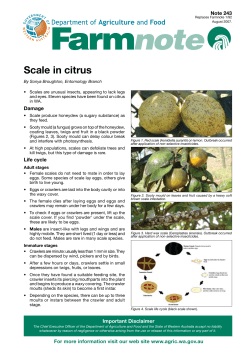 Scale in citrus - Citrus Australia