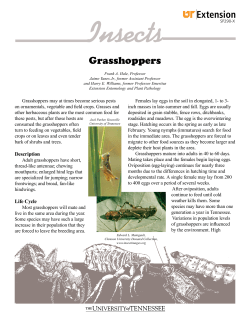 Grasshoppers - University of Tennessee Institute of Agriculture