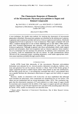 The Chemotactic Response of Plasmodia of the