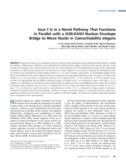 toca-1 Is in a Novel Pathway That Functions in Parallel