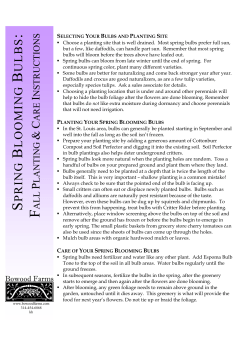 Spring Bulbs - Bowood Farms