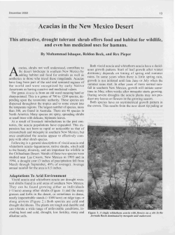 Acacias in the New Mexico Desert - Journals at the University of