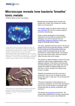 Microscope reveals how bacteria `breathe` toxic metals