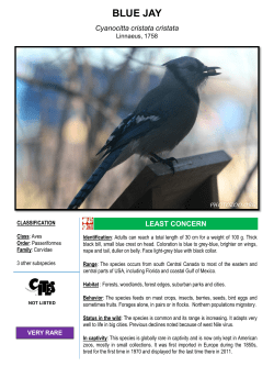 BLUE JAY - The Photozoo Collection