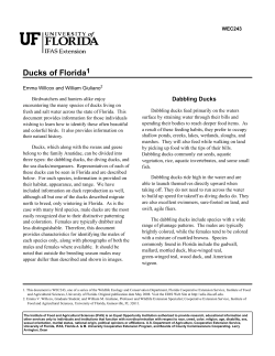 Ducks of Florida - Wildlife Ecology and Conservation