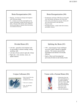Chapter 2 Neuroscience and Behavior