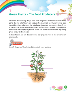 Green Plants &ndash; The Food Producers