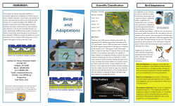 Birds and Adaptations - The Institute for Marine Mammal Studies
