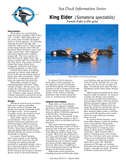 Sea Duck Information Series fact sheet