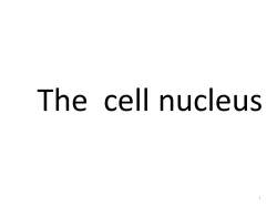 ETG_files/lp5 nucleus