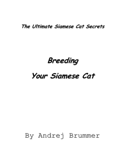 Bonus 2 Siamese cat breeding