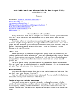 Ants in Orchards and Vineyards in the San Joaquin Valley